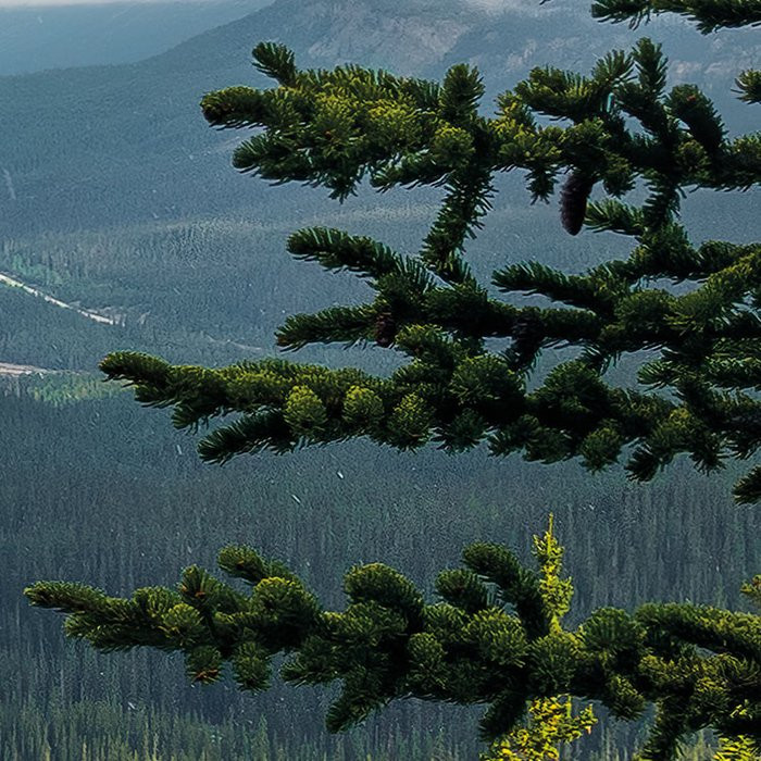 Wonderland Canada