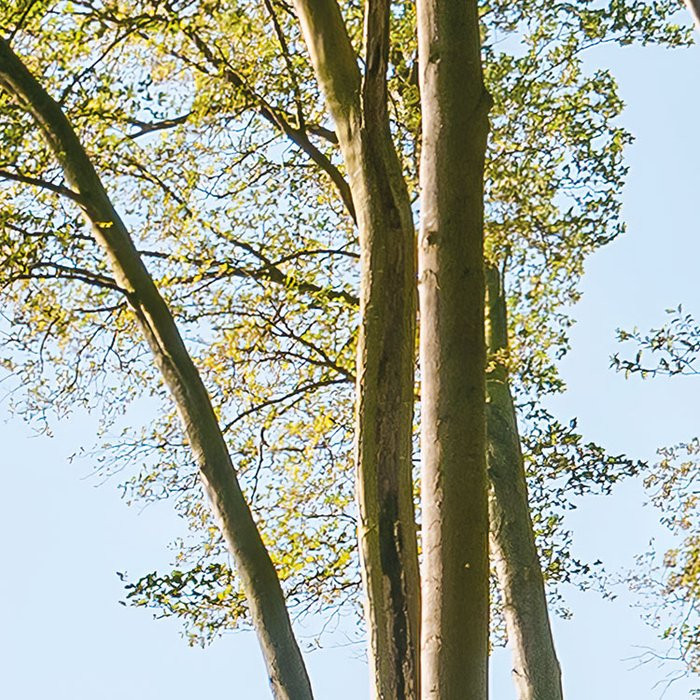 Zauberhaftes Buchenspektakel
