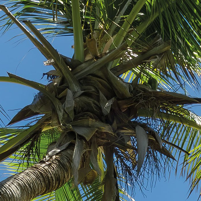 Cast Away Jungle 