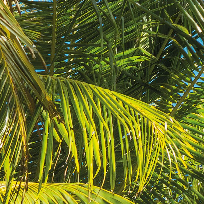 Coconut Heaven 