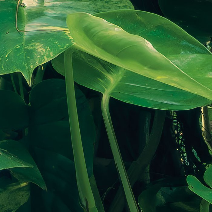 Green Leaves 