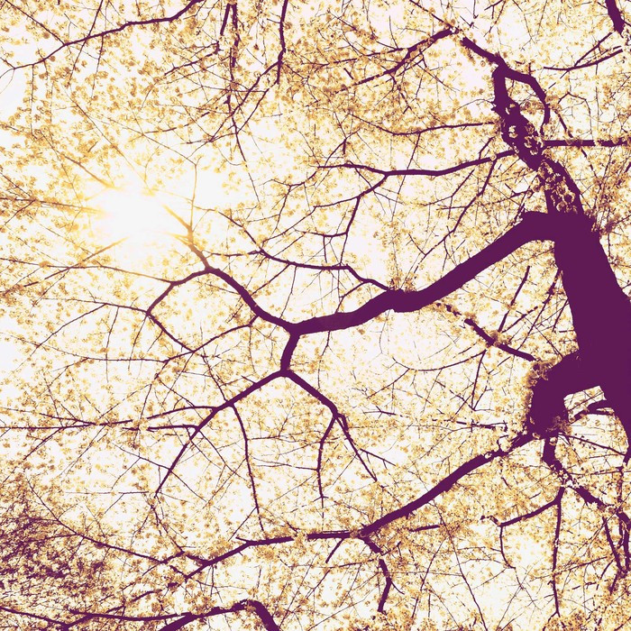 Sunshine