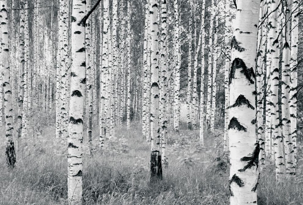 Woods