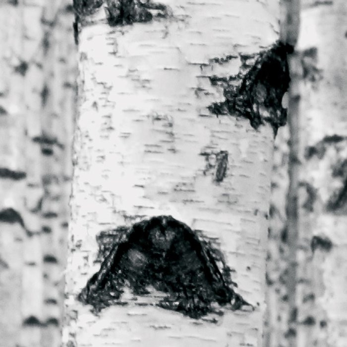 Woods