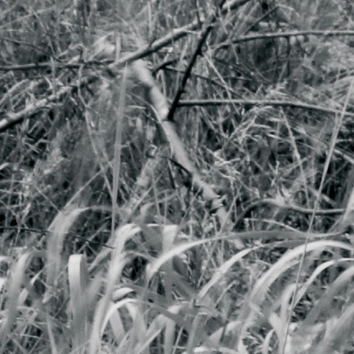Woods