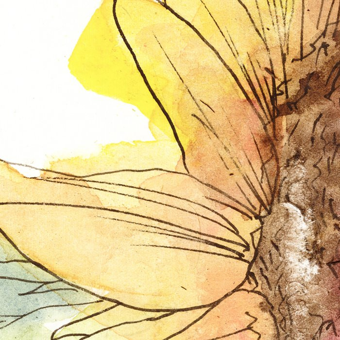 Girasol