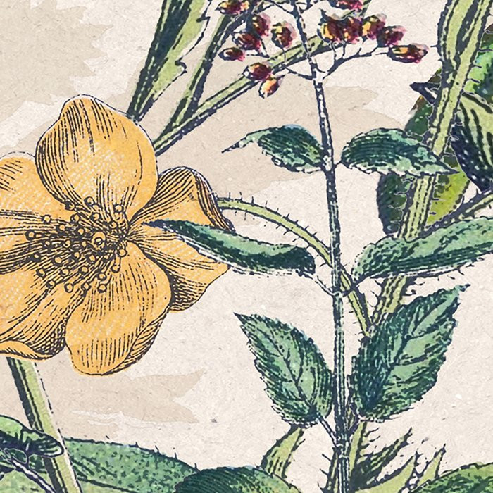 Flowering Herbs