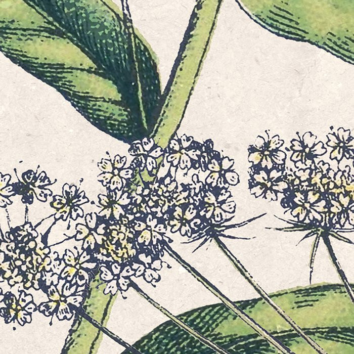 Flowering Herbs