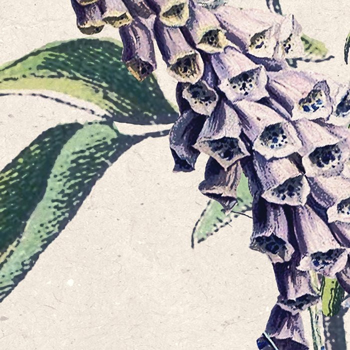Flowering Herbs