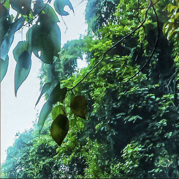 Rainforest