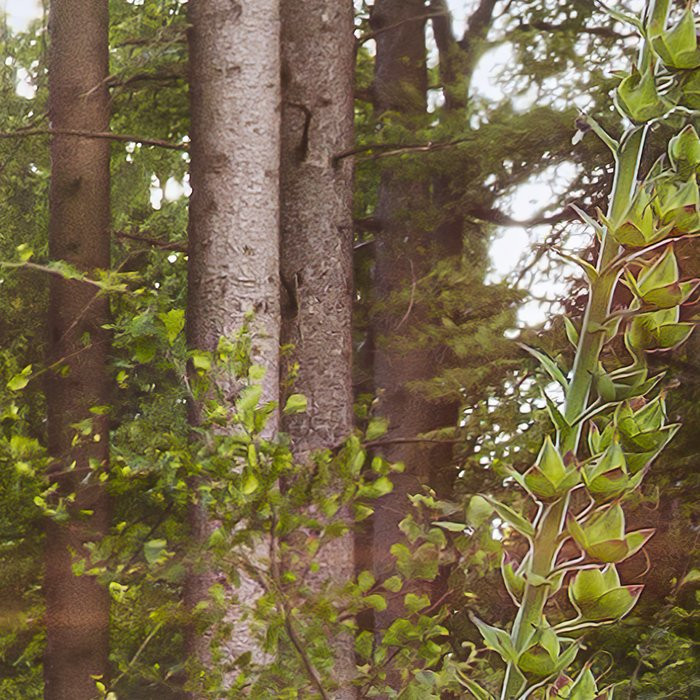 Summer Glade