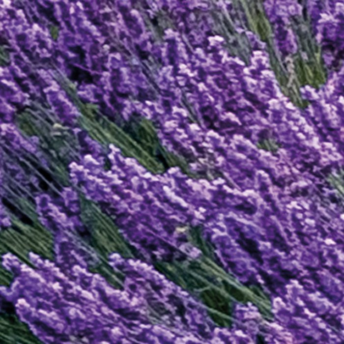 Provence