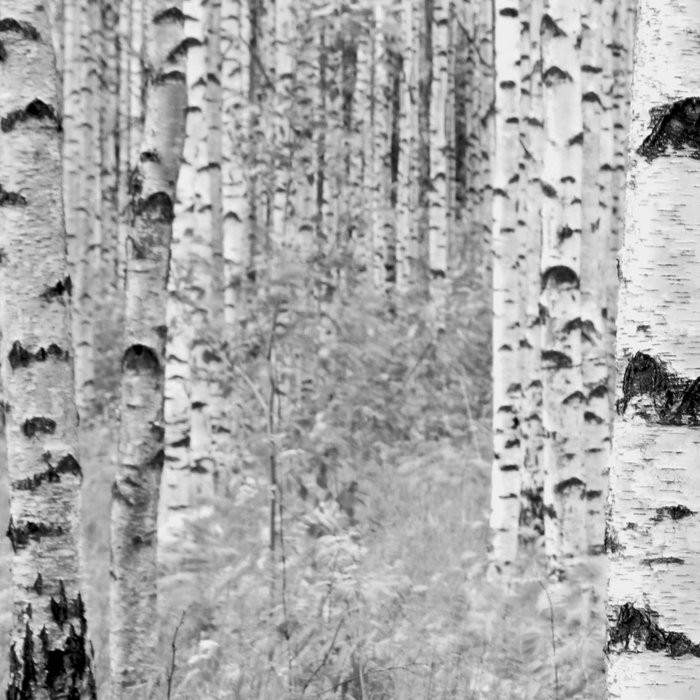 Woods